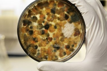 5 mẹo làm sạch vết mốc trên túi xách nam bằng vải